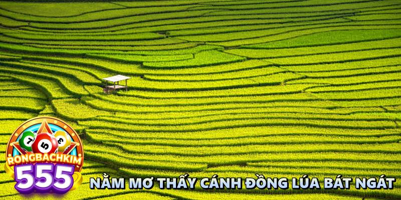 Nằm Mộng Thấy Cây Lúa Là Số Bao Nhiêu Giúp Lô Thủ May Mắn?