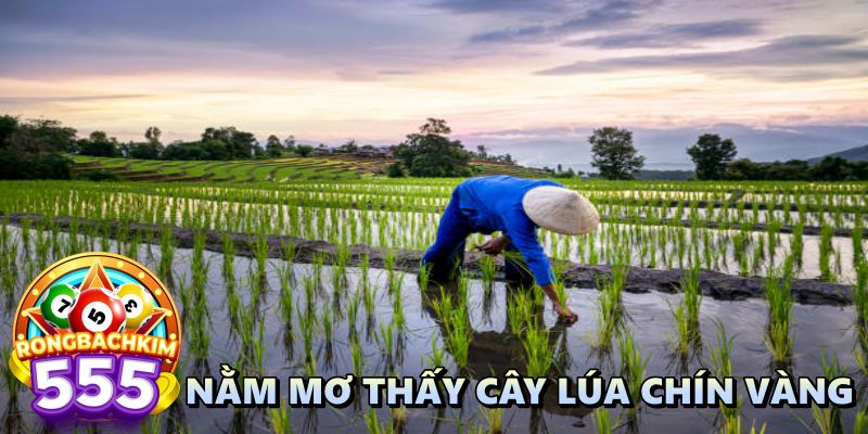 Nằm Mộng Thấy Cây Lúa Là Số Bao Nhiêu Giúp Lô Thủ May Mắn?