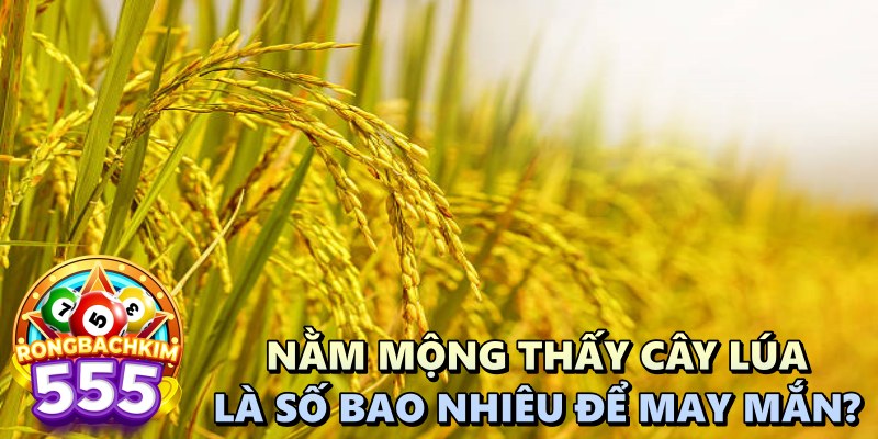 Nằm Mộng Thấy Cây Lúa Là Số Bao Nhiêu Giúp Lô Thủ May Mắn?