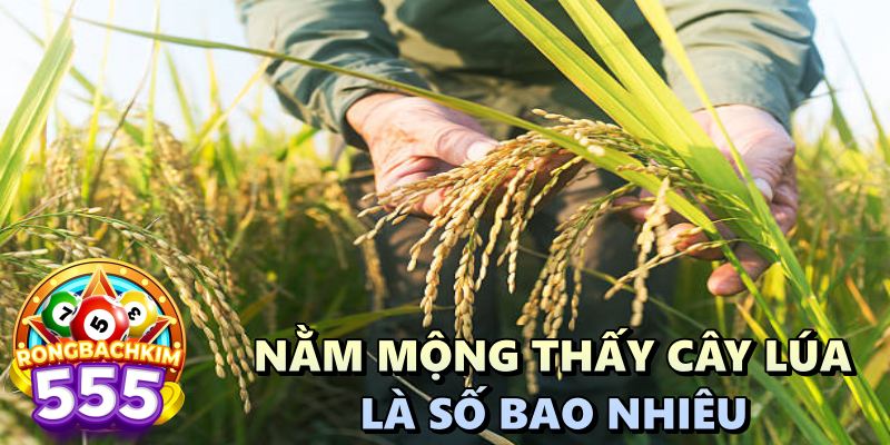 Nằm Mộng Thấy Cây Lúa Là Số Bao Nhiêu Giúp Lô Thủ May Mắn?