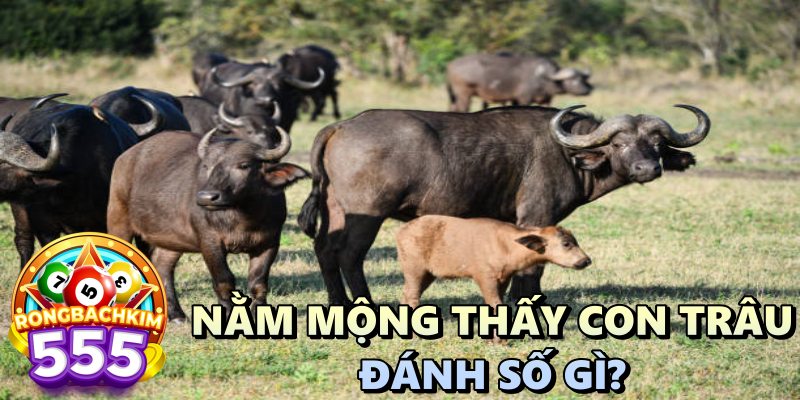 Nằm Mộng Thấy Con Trâu Đánh Số Gì: Giải Mã Điềm Báo Từ Giấc Mơ